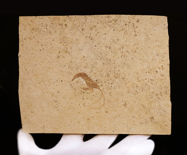化石の世界的産地、ドイツ・ゾルンホーフェンで採集された、ジュラ紀の絶滅エビ、エーガー(Aeger sp.)の上質化石(その5)