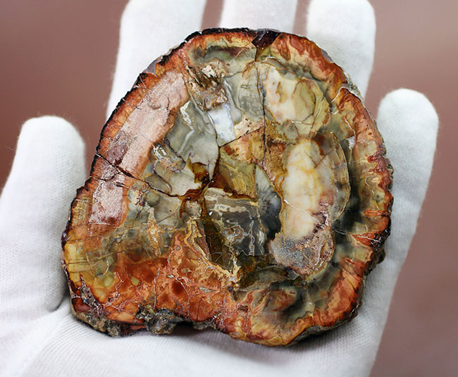 実に様々な色を呈するマダガスカル産の珪化木。全体がシリカ化