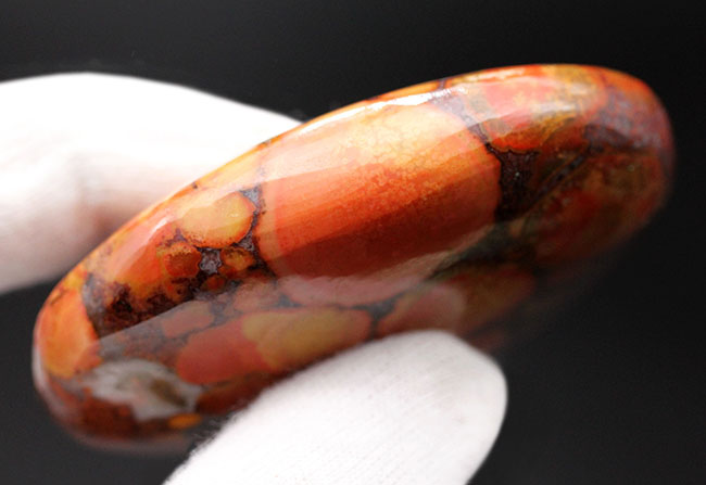 円環状の模様が毒々しい！ジャスパーの王様、キングコブラオービ