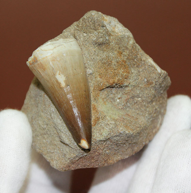 保存状態の良いエナメル質の光沢が印象的なモササウルス(Mosasaurus)類の歯化石。雰囲気のある母岩付き標本。(その1)