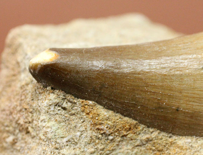 保存状態の良いエナメル質の光沢が印象的なモササウルス(Mosasaurus)類の歯化石。雰囲気のある母岩付き標本。(その10)