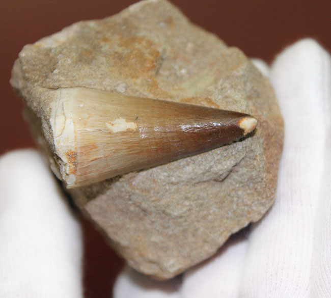 保存状態の良いエナメル質の光沢が印象的なモササウルス(Mosasaurus)類の歯化石。雰囲気のある母岩付き標本。(その4)