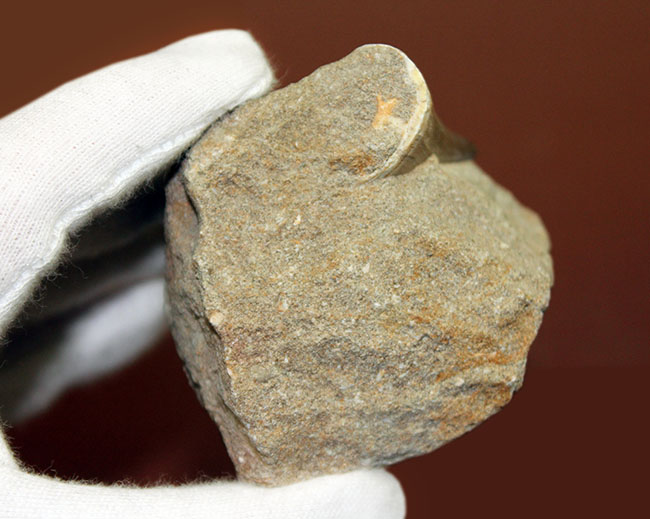 保存状態の良いエナメル質の光沢が印象的なモササウルス(Mosasaurus)類の歯化石。雰囲気のある母岩付き標本。(その7)