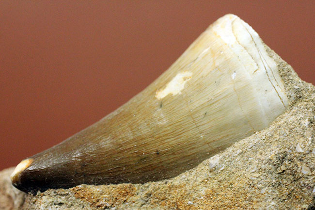 保存状態の良いエナメル質の光沢が印象的なモササウルス(Mosasaurus)類の歯化石。雰囲気のある母岩付き標本。(その9)
