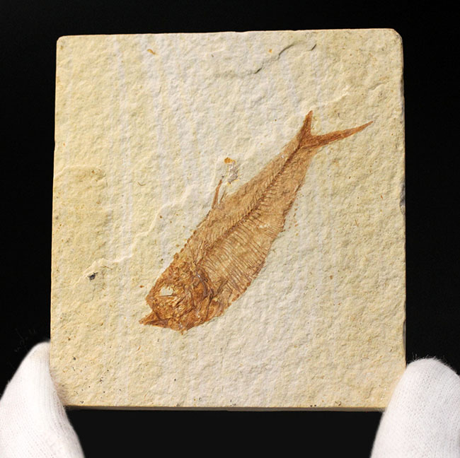 上質！グリーン・リバーフォーメーション産の古代魚ディプロミスタス（Diplomystus dentatus）（その2）