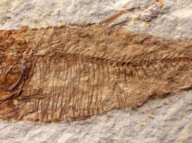 上質！グリーン・リバーフォーメーション産の古代魚ディプロミスタス（Diplomystus dentatus）（その4）