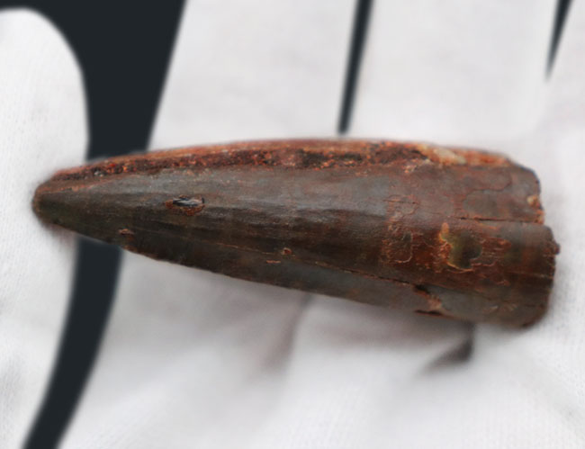 プレゼントにいかがでしょうか?人気の恐竜、スピノサウルス(Spinosaurus)の歯化石。(その2)