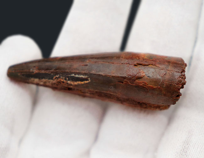 プレゼントにいかがでしょうか?人気の恐竜、スピノサウルス(Spinosaurus)の歯化石。(その4)