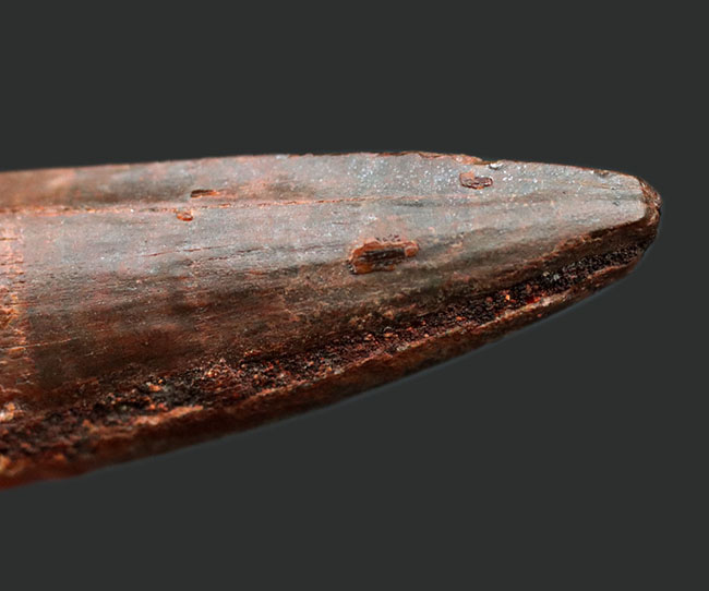 プレゼントにいかがでしょうか?人気の恐竜、スピノサウルス(Spinosaurus)の歯化石。(その5)
