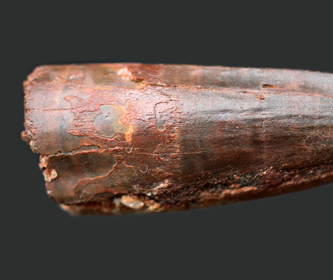 プレゼントにいかがでしょうか?人気の恐竜、スピノサウルス(Spinosaurus)の歯化石。(その6)