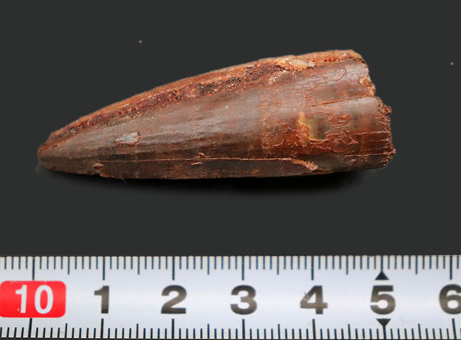 プレゼントにいかがでしょうか?人気の恐竜、スピノサウルス(Spinosaurus)の歯化石。(その8)