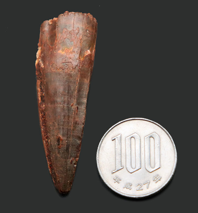 プレゼントにいかがでしょうか?人気の恐竜、スピノサウルス(Spinosaurus)の歯化石。(その9)