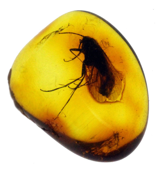 パーフェクトな保存状態を示すトビケラを内包したバルト海産琥珀(Amber)(その3)