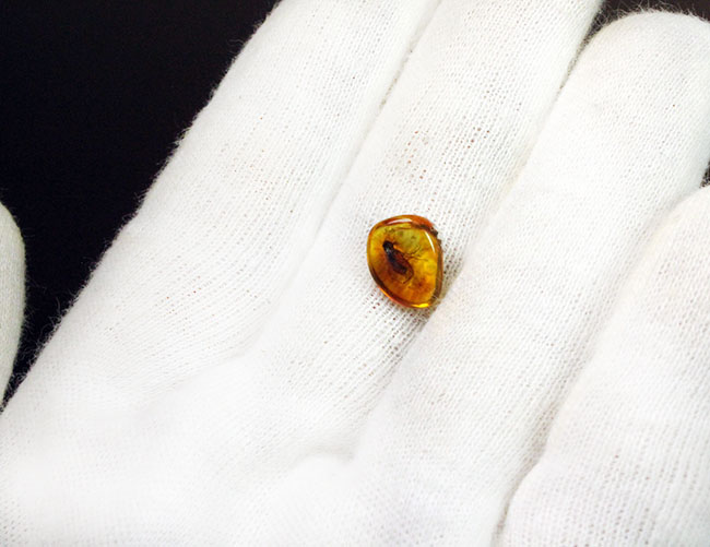 パーフェクトな保存状態を示すトビケラを内包したバルト海産琥珀（Amber）（その4）