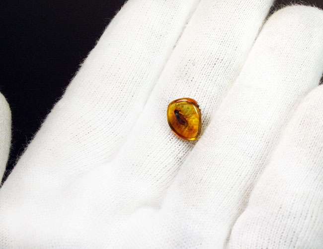 パーフェクトな保存状態を示すトビケラを内包したバルト海産琥珀(Amber)(その4)