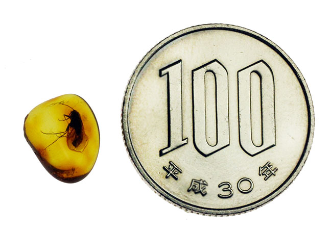 パーフェクトな保存状態を示すトビケラを内包したバルト海産琥珀(Amber)(その7)