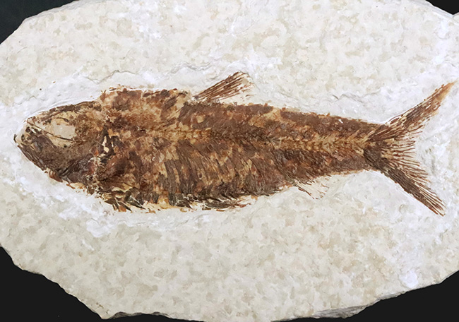 まれに見る大きさ!9センチ級!米国ワイオミング州の古代魚、ナイティア・アルタ(Knightia alta)(その1)