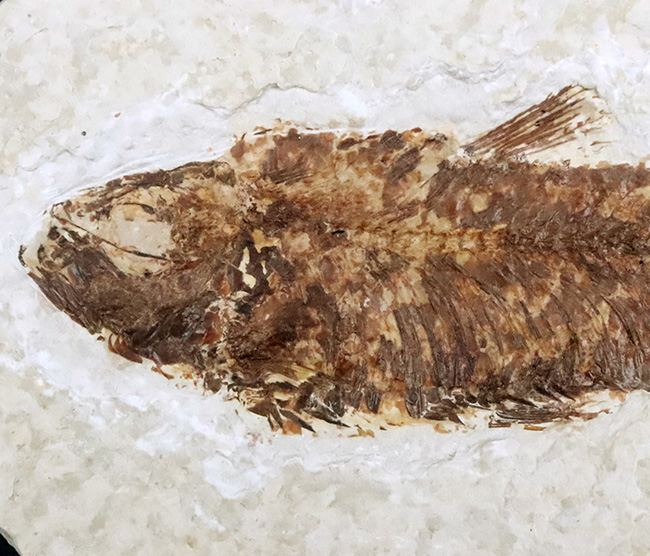 まれに見る大きさ!9センチ級!米国ワイオミング州の古代魚、ナイティア・アルタ(Knightia alta)(その2)