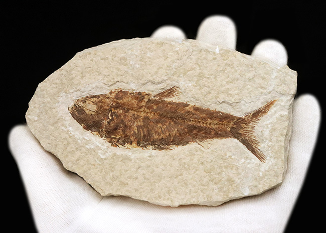 まれに見る大きさ!9センチ級!米国ワイオミング州の古代魚、ナイティア・アルタ(Knightia alta)(その4)