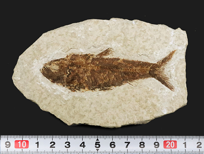 まれに見る大きさ!9センチ級!米国ワイオミング州の古代魚、ナイティア・アルタ(Knightia alta)(その7)