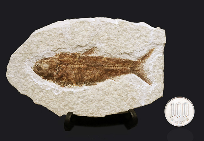 まれに見る大きさ!9センチ級!米国ワイオミング州の古代魚、ナイティア・アルタ(Knightia alta)(その8)