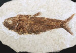 まれに見る大きさ！9センチ級！米国ワイオミング州の古代魚、ナイティア・アルタ（Knightia alta）