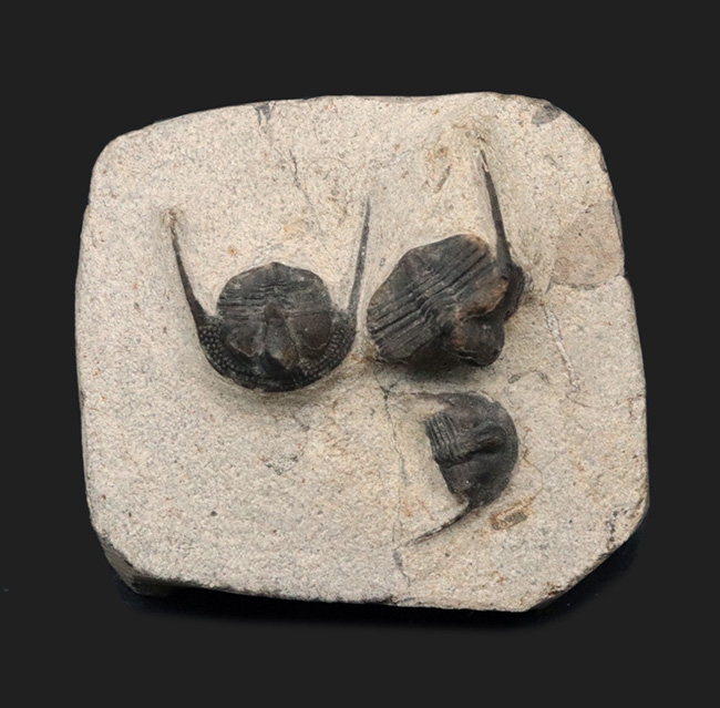 南部鉄器のごとき、フリルを持った変わり種の三葉虫、オンニア（Onnia）の群集化石（その1）