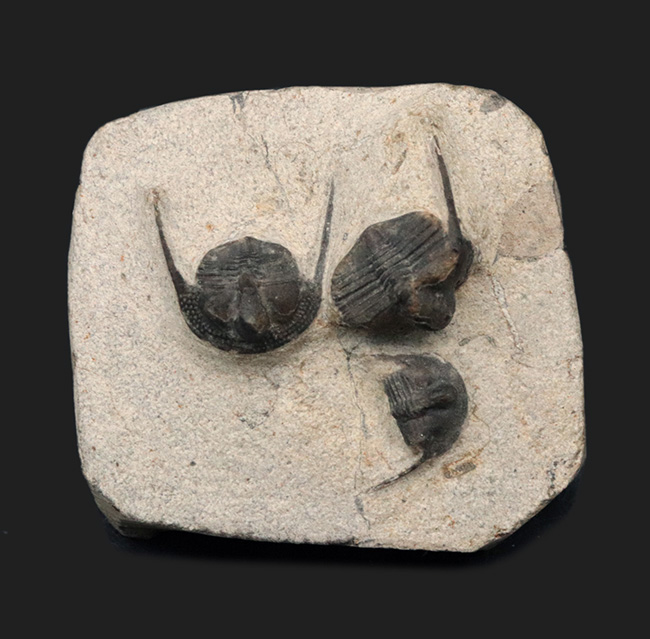 南部鉄器のごとき、フリルを持った変わり種の三葉虫、オンニア(Onnia)の群集化石(その1)