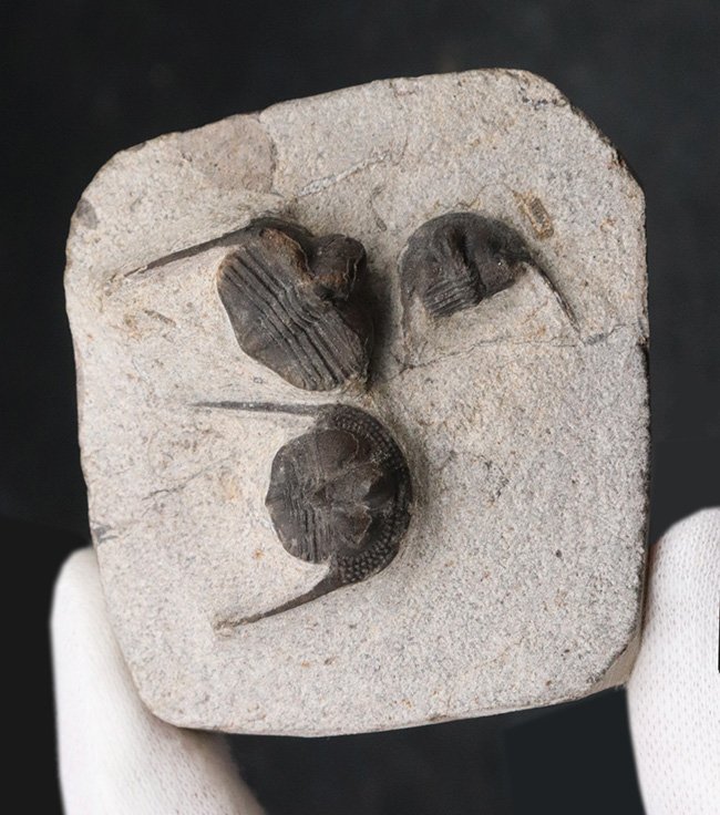 南部鉄器のごとき、フリルを持った変わり種の三葉虫、オンニア(Onnia)の群集化石(その2)