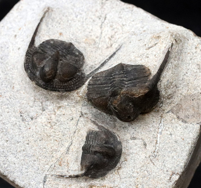 南部鉄器のごとき、フリルを持った変わり種の三葉虫、オンニア（Onnia）の群集化石（その3）