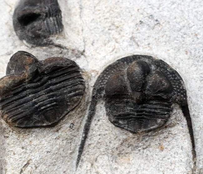 南部鉄器のごとき、フリルを持った変わり種の三葉虫、オンニア（Onnia）の群集化石（その4）