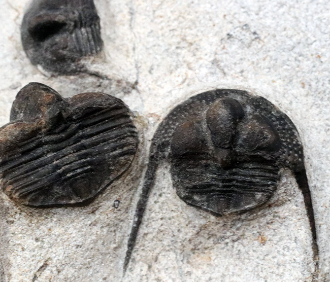 南部鉄器のごとき、フリルを持った変わり種の三葉虫、オンニア(Onnia)の群集化石(その4)