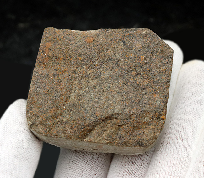 南部鉄器のごとき、フリルを持った変わり種の三葉虫、オンニア(Onnia)の群集化石(その5)