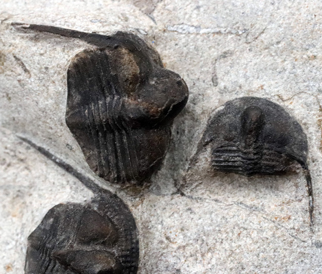 南部鉄器のごとき、フリルを持った変わり種の三葉虫、オンニア(Onnia)の群集化石(その6)