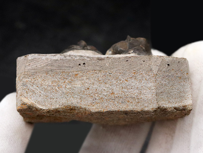 南部鉄器のごとき、フリルを持った変わり種の三葉虫、オンニア(Onnia)の群集化石(その7)