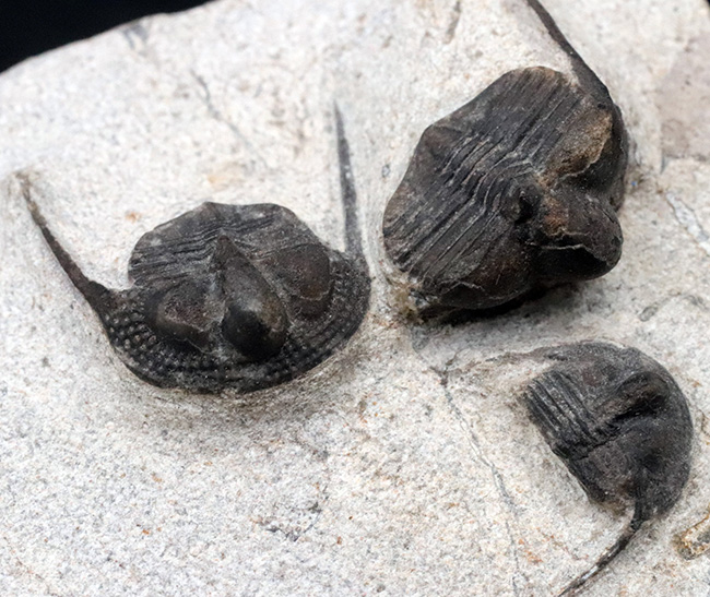 南部鉄器のごとき、フリルを持った変わり種の三葉虫、オンニア(Onnia)の群集化石(その8)