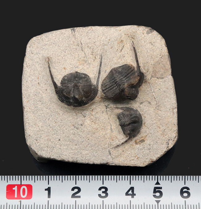 南部鉄器のごとき、フリルを持った変わり種の三葉虫、オンニア(Onnia)の群集化石(その9)