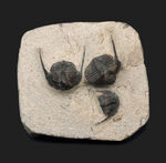 南部鉄器のごとき、フリルを持った変わり種の三葉虫、オンニア（Onnia）の群集化石