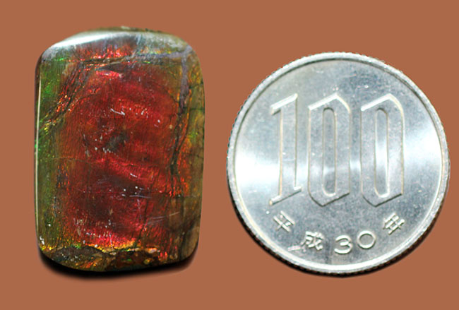 赤と緑に染まったカナダ産の生物起源の宝石、アンモライト(Ammolite)のピース(その10)