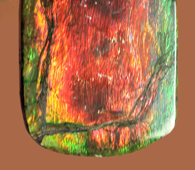 赤と緑に染まったカナダ産の生物起源の宝石、アンモライト（Ammolite）のピース（その3）