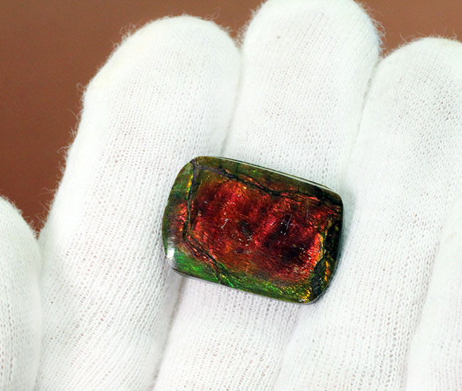 赤と緑に染まったカナダ産の生物起源の宝石、アンモライト(Ammolite)のピース(その7)