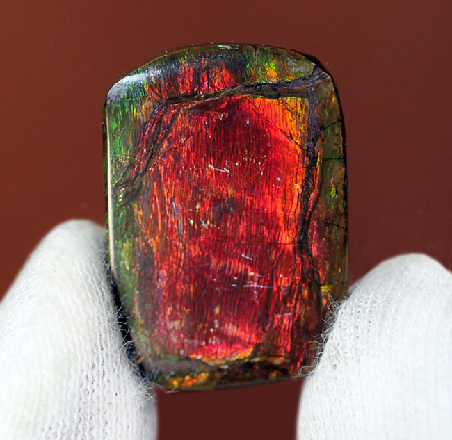 赤と緑に染まったカナダ産の生物起源の宝石、アンモライト(Ammolite)のピース(その9)