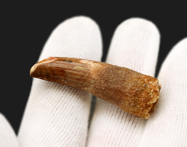 肉食恐竜の歯化石のファーストチョイスにいかが?1億年前の恐竜、スピノサウルス(Spinosaurus)の歯化石(その3)