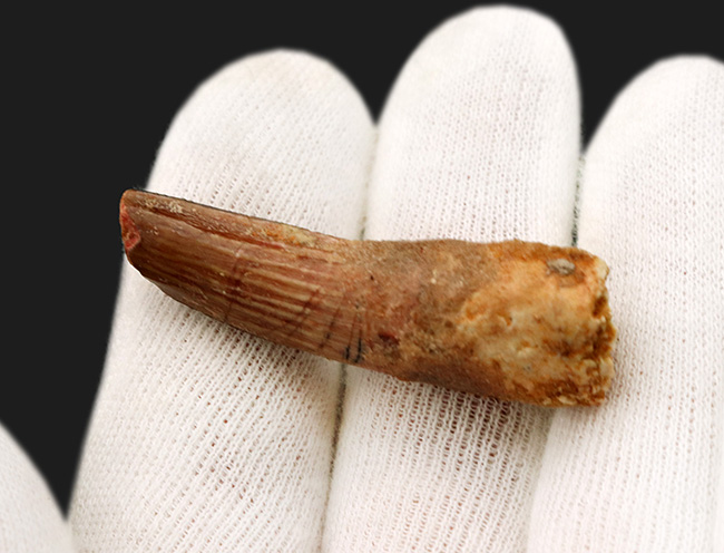 肉食恐竜の歯化石のファーストチョイスにいかが?1億年前の恐竜、スピノサウルス(Spinosaurus)の歯化石(その4)
