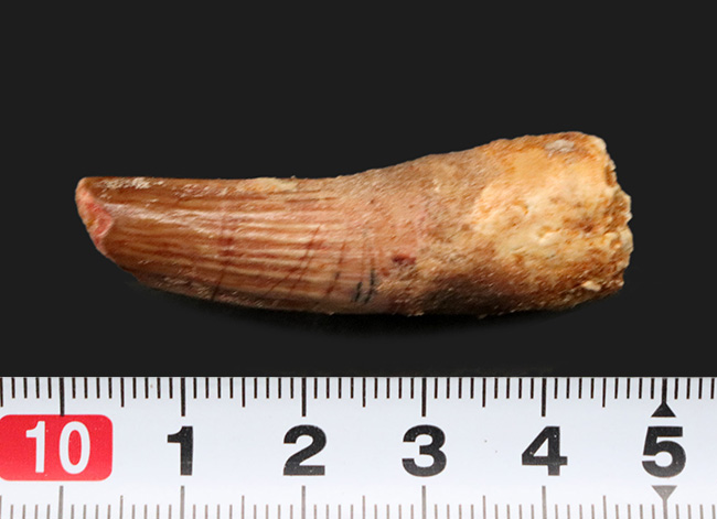 肉食恐竜の歯化石のファーストチョイスにいかが?1億年前の恐竜、スピノサウルス(Spinosaurus)の歯化石(その6)