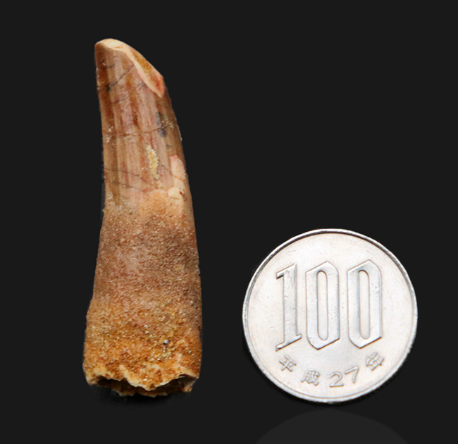 肉食恐竜の歯化石のファーストチョイスにいかが?1億年前の恐竜、スピノサウルス(Spinosaurus)の歯化石(その7)