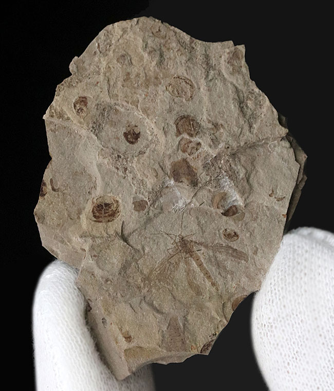 古代の虫が満載！中国北部地方のジュラ紀の虫が多数眠る群集化石（その1）