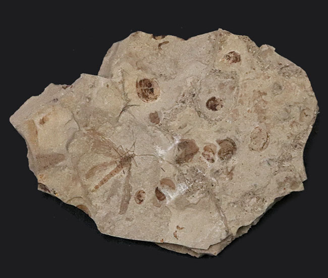 古代の虫が満載！中国北部地方のジュラ紀の虫が多数眠る群集化石（その2）