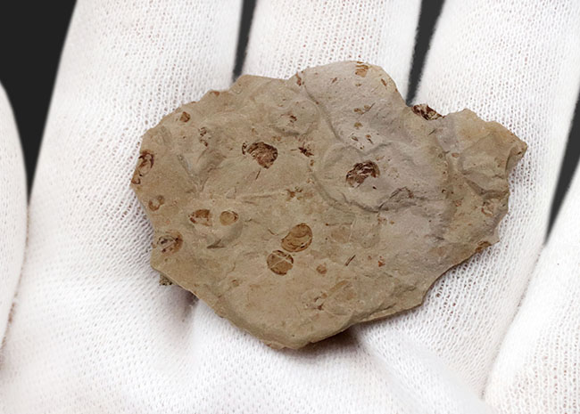 古代の虫が満載！中国北部地方のジュラ紀の虫が多数眠る群集化石（その4）