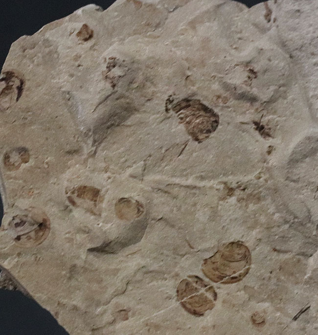 古代の虫が満載！中国北部地方のジュラ紀の虫が多数眠る群集化石（その5）